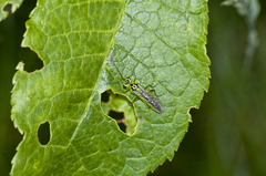 Rhogogaster chlorosoma