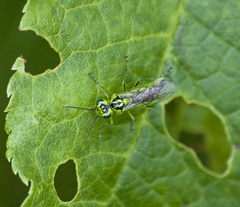 Rhogogaster chlorosoma