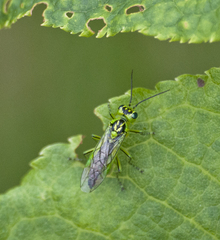Rhogogaster chlorosoma