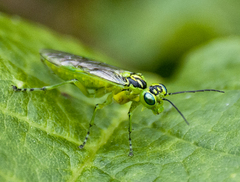 Rhogogaster chlorosoma