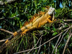 Iguana iguana