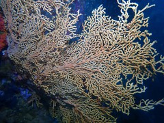 Melithaea zimmeri