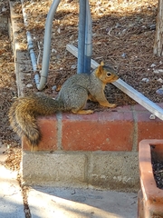 Sciurus niger