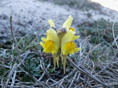 Linaria polygalifolia