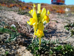 Linaria polygalifolia