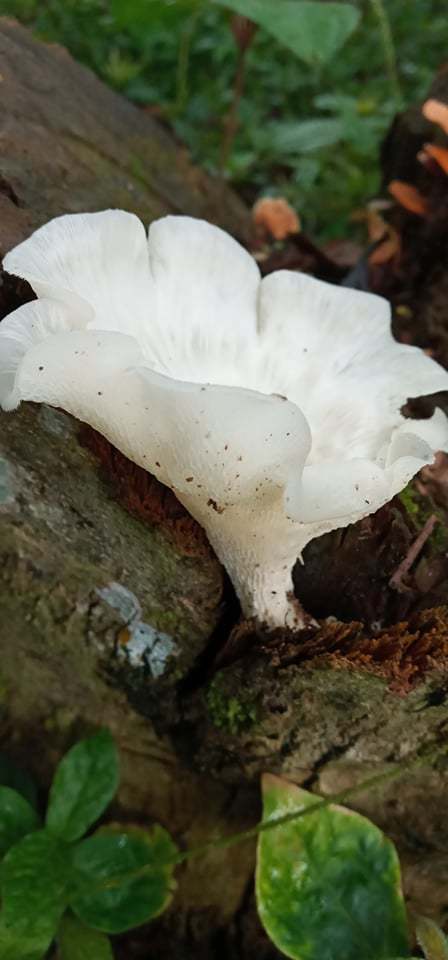 Favolus brasiliensis · November 2021 · photo: © aaaguirre (iNaturalist, cc-by)