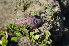 Cerithideopsis californica
