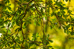 Pachysylvia aurantiifrons