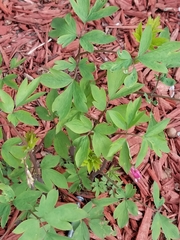 Lamprocapnos spectabilis