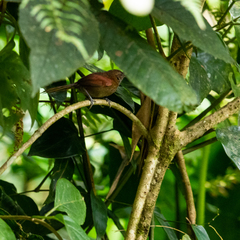 Synallaxis cinnamomea