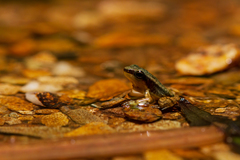 Mannophryne trinitatis