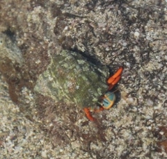 Calcinus californiensis