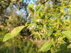 Vassobia breviflora