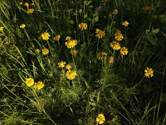 Gaillardia megapotamica