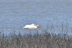 Pelecanus erythrorhynchos