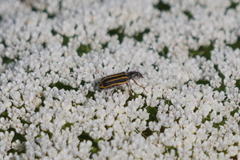 Astylus tucumanensis