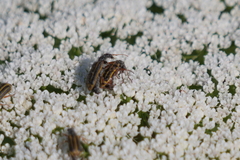 Astylus tucumanensis