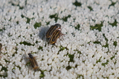 Astylus tucumanensis