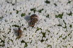 Astylus tucumanensis