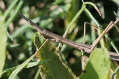 Tetanorhynchini