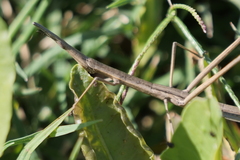 Tetanorhynchini
