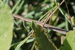 Tetanorhynchini