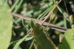 Tetanorhynchini