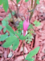 Lamprocapnos spectabilis