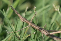 Tetanorhynchini