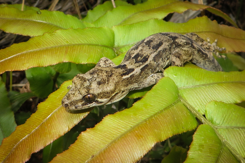 Pacific Gecko