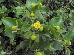 Podanthus ovatifolius