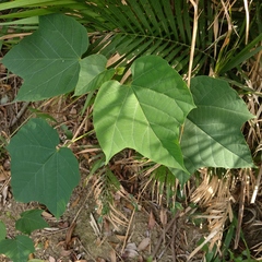 Mallotus apelta