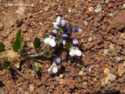 violetilla (Hybanthus parviflorus)