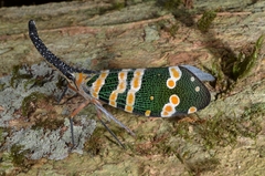 Pyrops spinolae