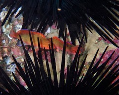 Pseudanthias