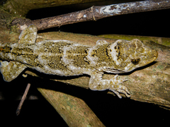Hoplodactylus