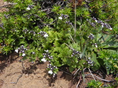Pombalia parviflora