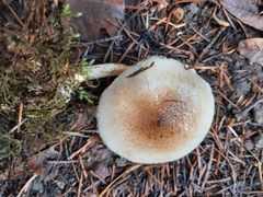 Pholiota decorata
