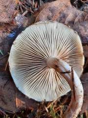 Pholiota decorata
