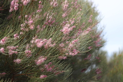 Hakea invaginata