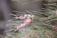 Hakea invaginata