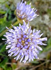 Jasione maritima