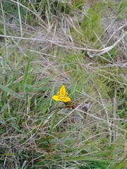 Triteleia ixioides ixioides