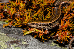Oligosoma chloronoton