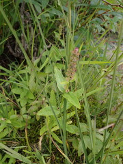 Physostegia parviflora