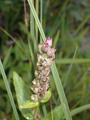Physostegia parviflora