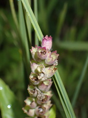 Physostegia parviflora