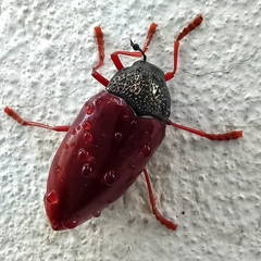 Sternocera chrysis