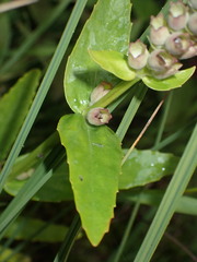 Physostegia parviflora