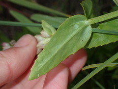 Physostegia parviflora